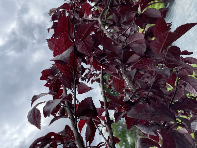 Slivka čerešňoplodá