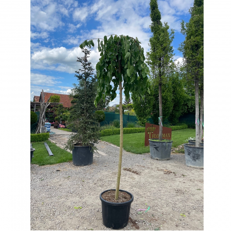 Moruša previslá  (čierne plody) 190cm