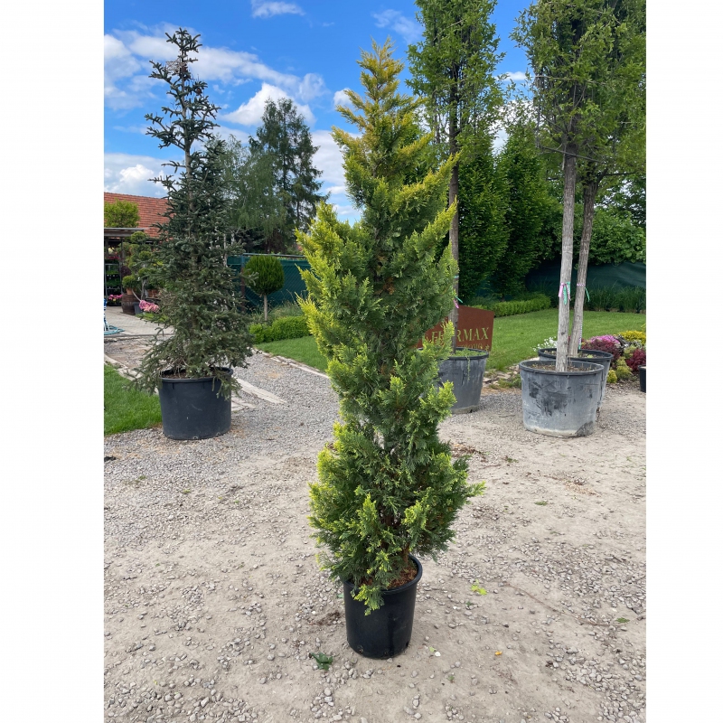 Cyprusovec leylandský ´Gold Rider´