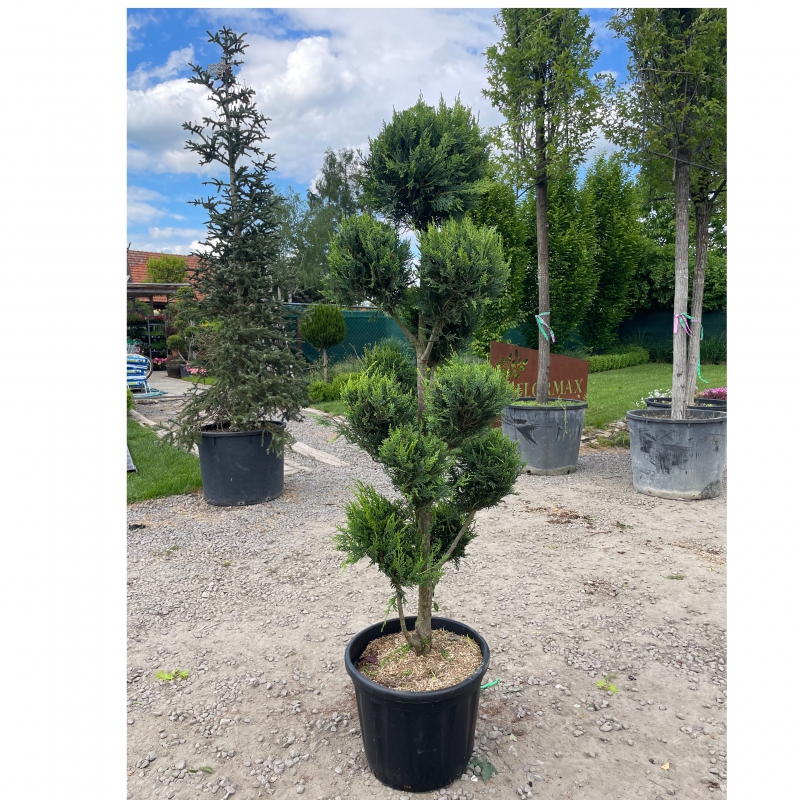 Cyprusovec leylandský PON PON 160cm