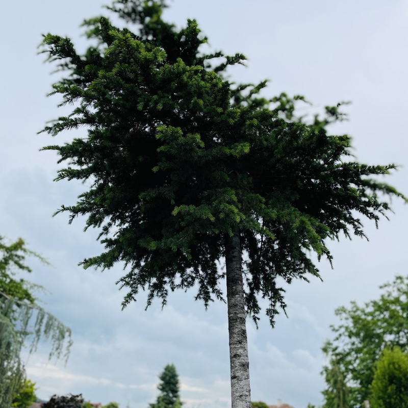 Céder libanonský na kmienku