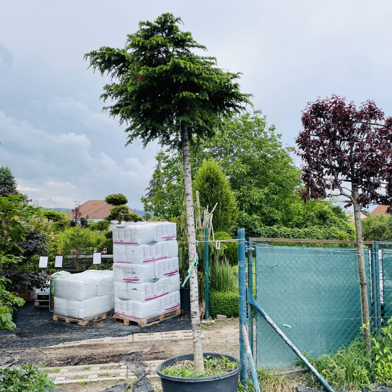 Céder libanonský na kmienku