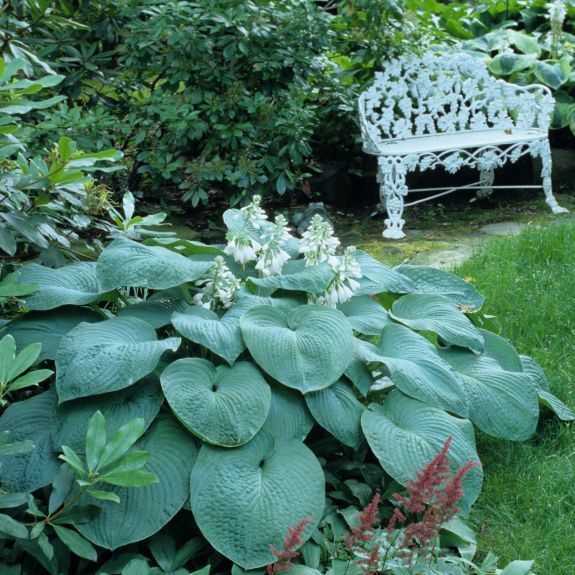 Hosta ´Bressingham Blue´