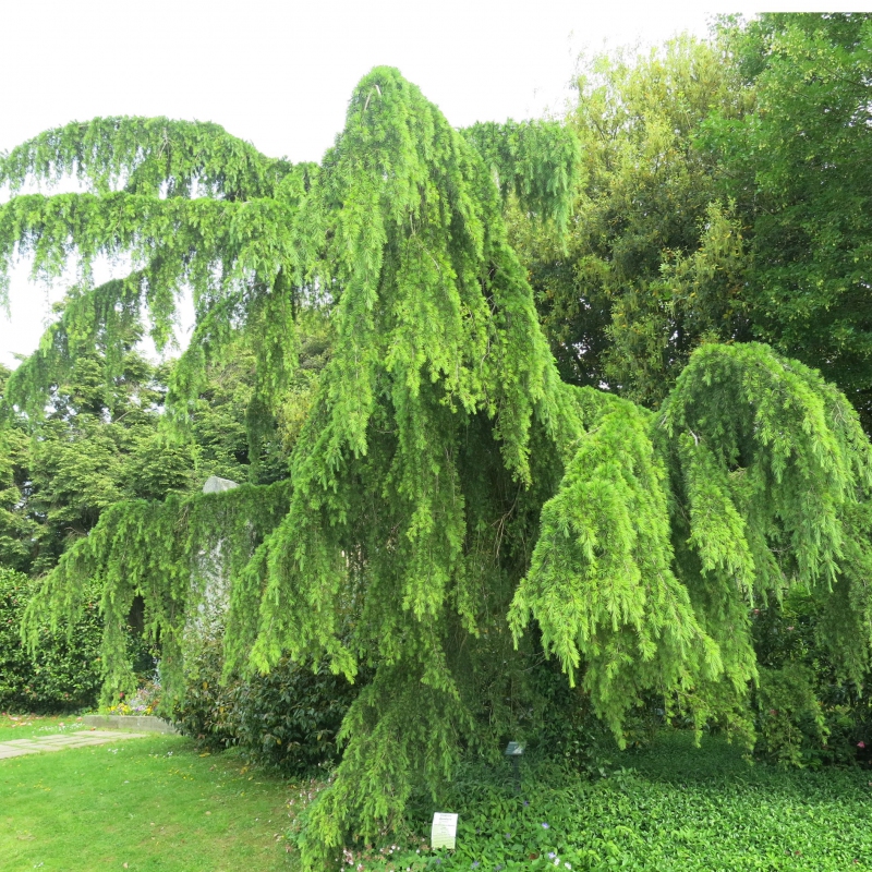 Céder himalájsky ´Pendula´