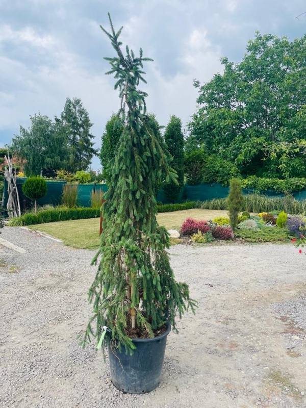 Smrek obyčajný "Inversa" previslý