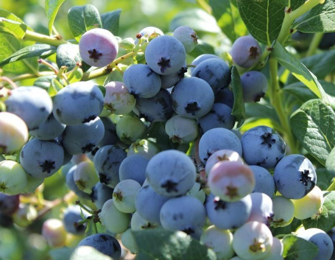 Čučoriedka kanadská ´Bluegold´ 5L