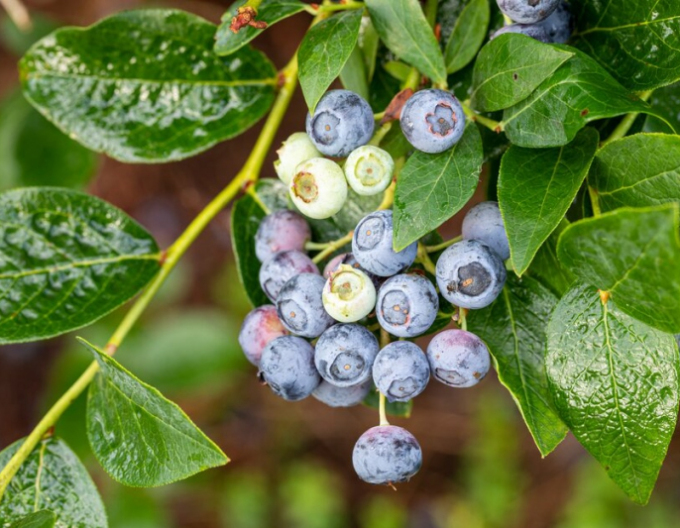Čučoriedka kanadská ´Bluegold´ 5L