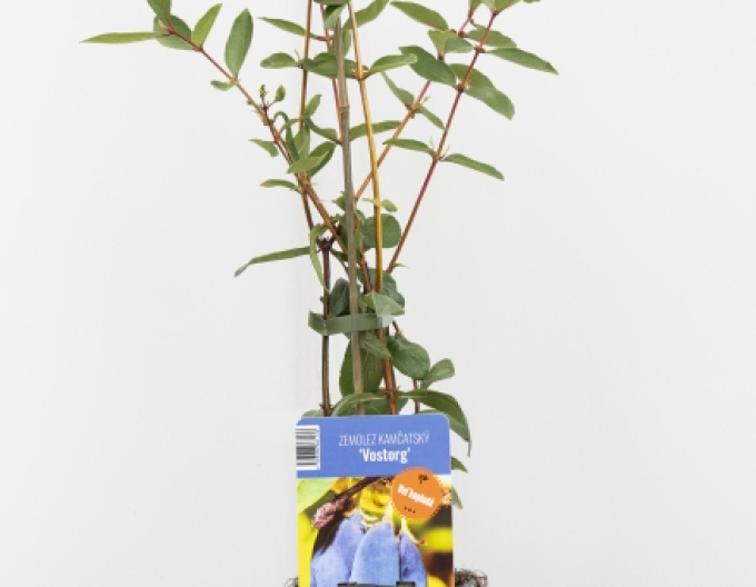 Zemolez kamčatský ´Vostorg´