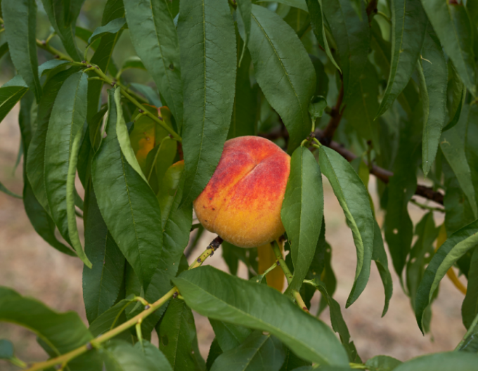 Nektarinka ´Snow Queen´ poloskorá, podpn. GF677, voľnok.