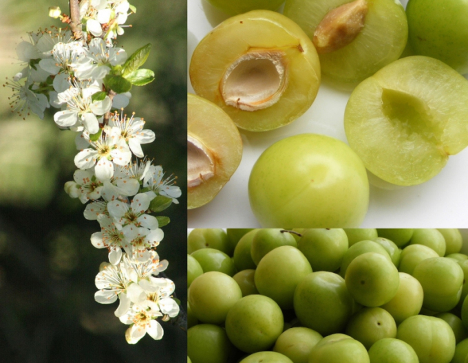 Ringlota "Wazonova", podp. Zelená ringlota, voľnok.