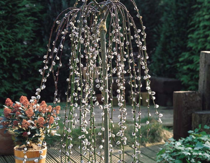 Vŕba vysoká previslá ´Kilmarnock´ na kmienku 80cm