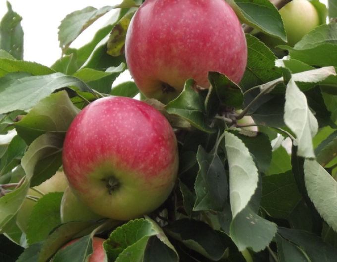Jabloň ´Šampion´ zimná, podpn. A2, voľnok.
