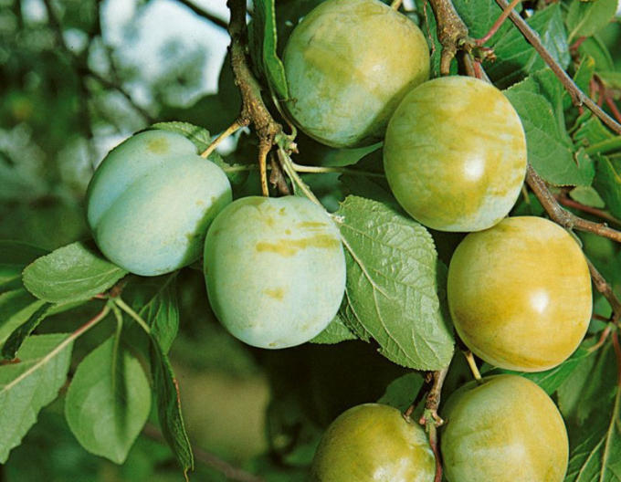 Ringlota "Zelená", podp. Myrobalán, voľnok.