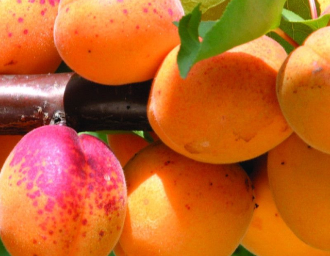 Marhuľa "Veľkopavlovická" skorá, podp. St. Julien, voľnok.