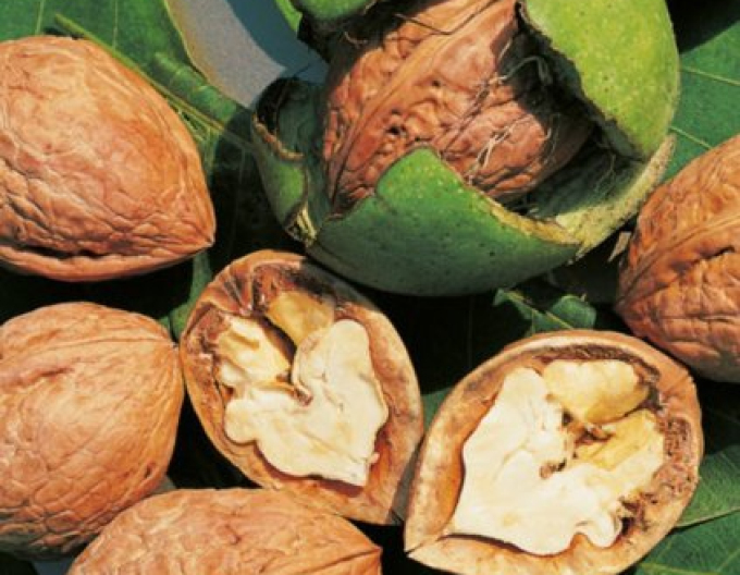 Orech kráľovský ´Tulare´ 5l