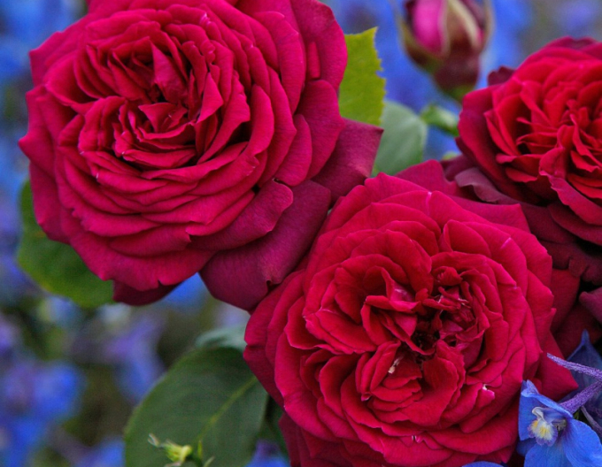 Ruža ´Gräfin Diana´