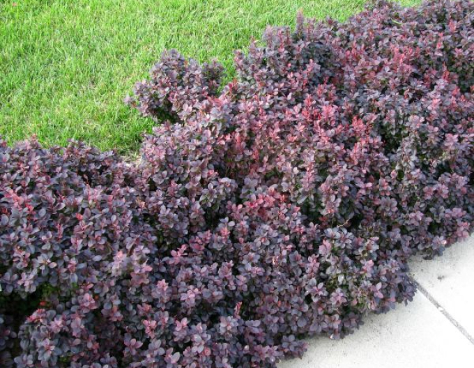 Dráč Thunbergov ´Concorde´