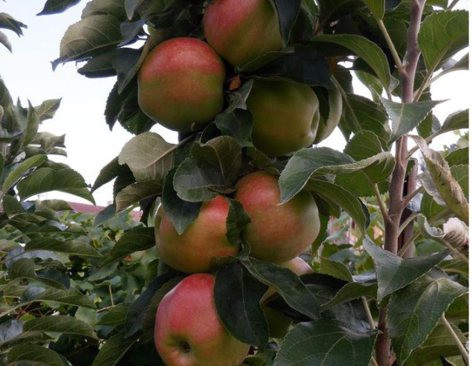 Jabloň stĺpová ´Slendera´ zimná, podp.MM106, kont. 2l