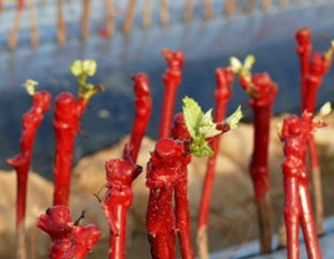 REBWACHS WF štepársky vosk 2kg