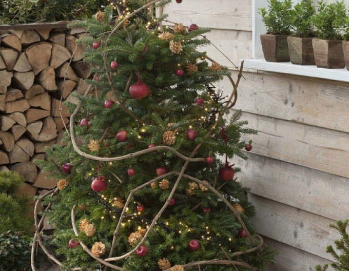 Jedľa korejská  250cm, kont.