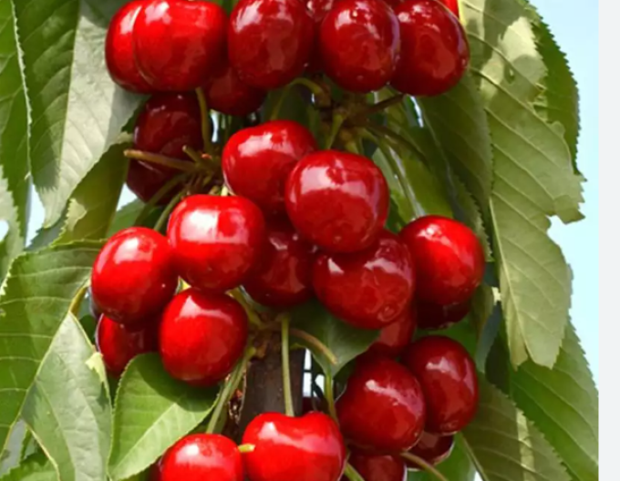 Čerešňa stĺpová ´Sara´, kont. 5l