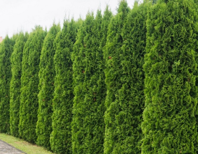 Tuja Smaragdová 90 - 110cm