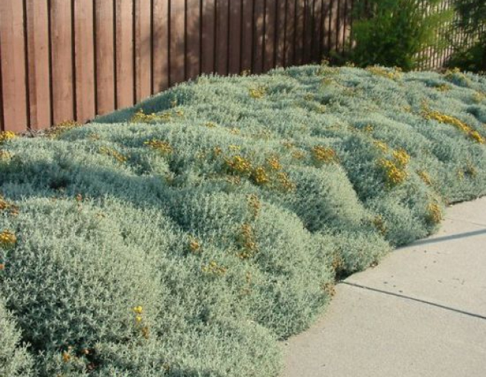 Santolina - Svätolína cyprusovitá