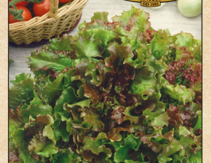 Semenárstvo šalát siaty listový ´Biscia Rossa´