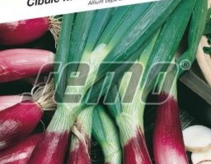 Semo Cibuľa kuchynská ´Rossa di Firenze´