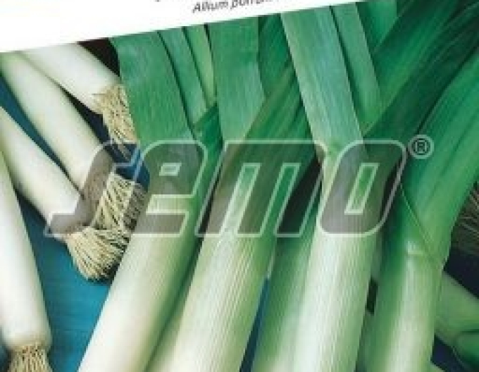 Semo Pór pravý ´Gigante Suizo´