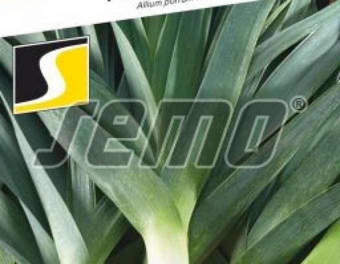 Semo Pór pravý ´Odrín F1´