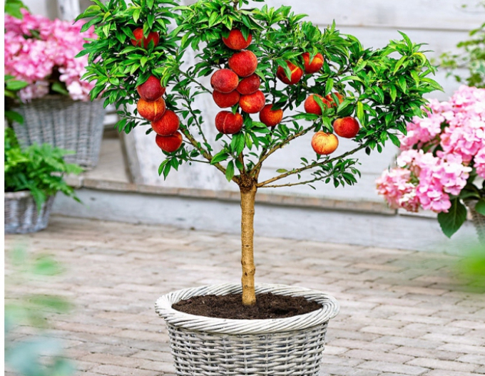 Nektarinka Rubis Necta Zee