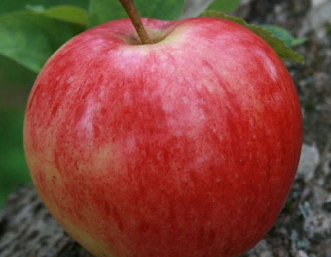 Jabloň "Discovery" letná, podpn. M9, voľnok.