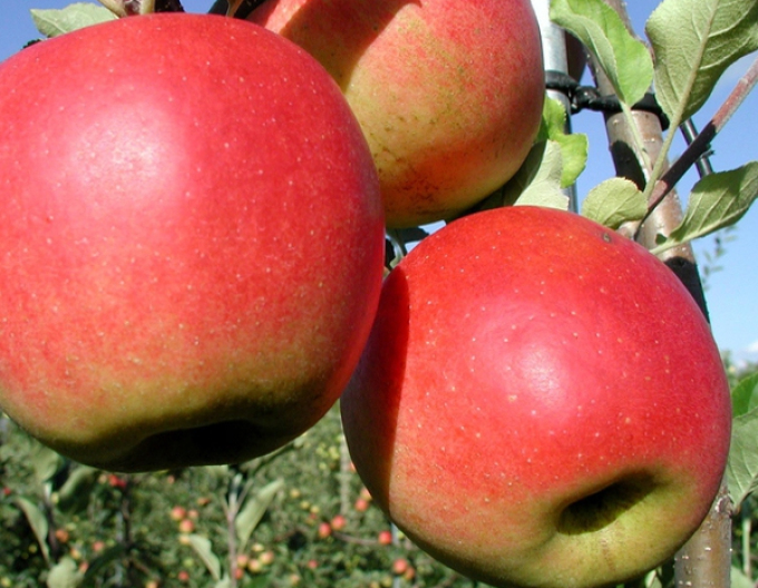 Jabloň "Prima" jesenná, podpn. A2, voľnok.