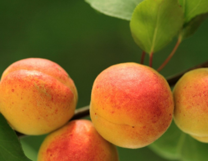 Marhuľa "Bergeron" neskorá, podp. Myrobalán, voľnok.