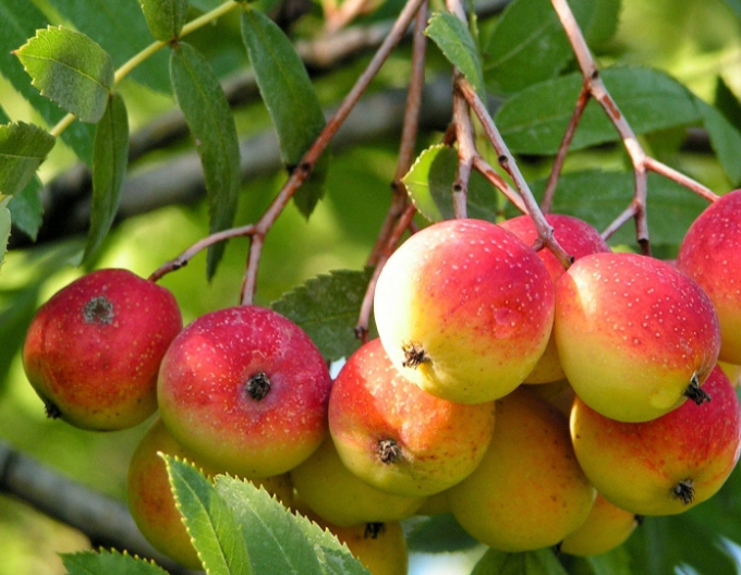 Oskoruša - Jarabina Oskorušová