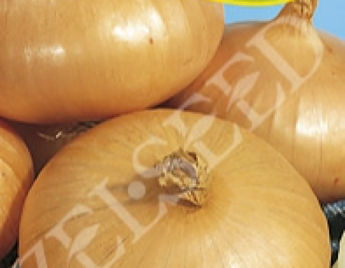 Zelseed Cibuľa kuchynská ´Štutgartská´