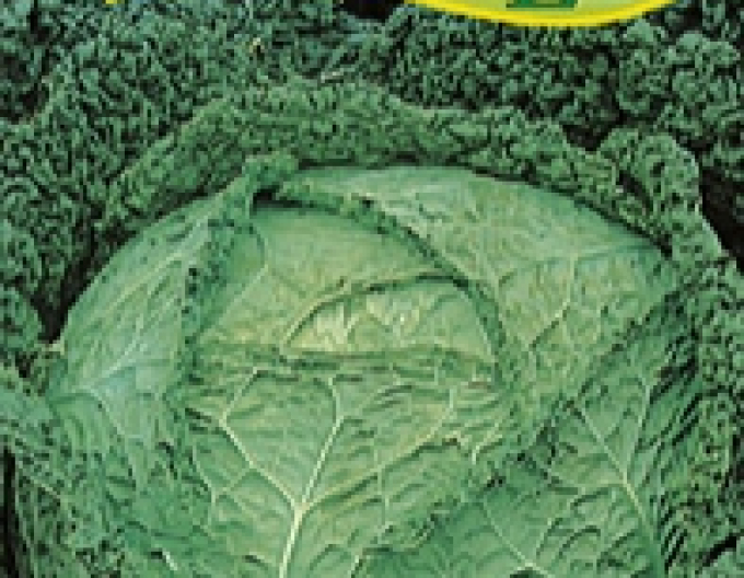 Zelseed Kel hlavkový ´Vertus 3´