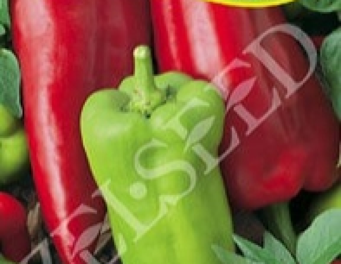 Zelseed Paprika ročná ´Tonka´