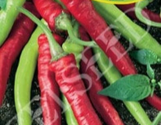Zelseed Paprika baraní roh štiplavá ´Barkol´