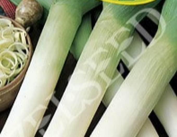 Zelseed Pór pestovaný ´Starozagorski Kamuš´