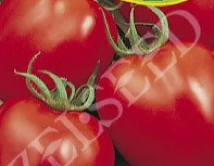 Zelseed Rajčiak Kríčkový ´Denár´