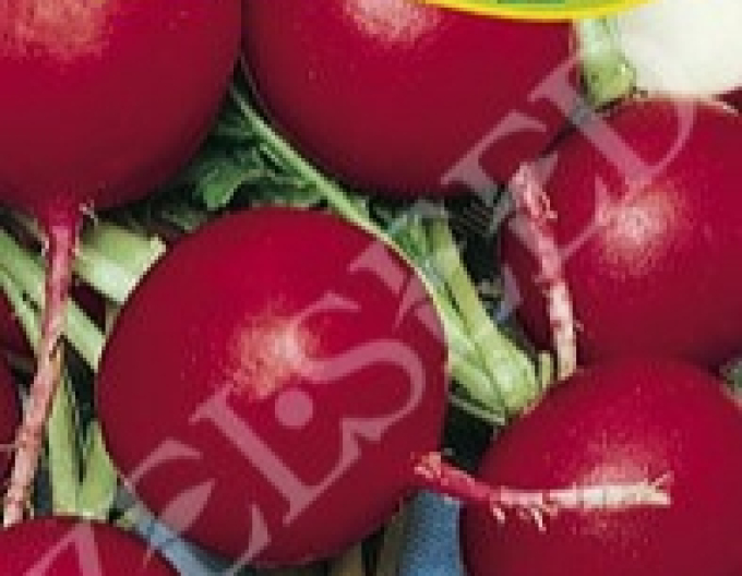 Zelseed Reďkovka červená ´Katka´