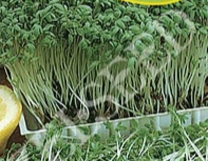 Zelseed Žerucha siata ´Dánska´