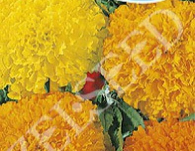 Zelseed Aksamietnica vysoká ´Zmes´