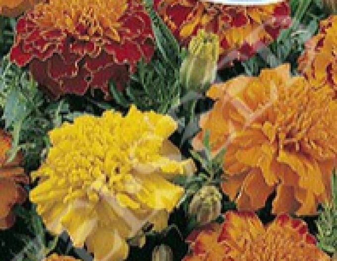 Zelseed Aksamietnica nízka ´Zmes´