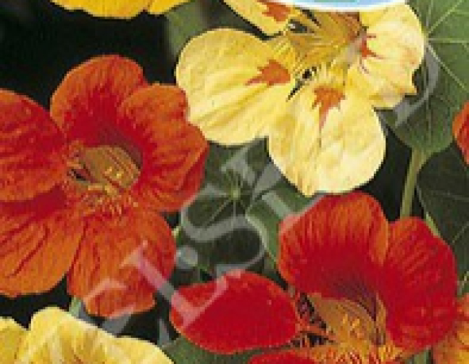 Zelseed Kapucínka ťahavá ´Zmes´