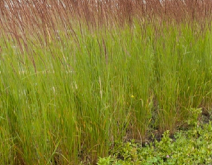 Smlz ostrokvetý ´Karl Foerster´ 1,5l