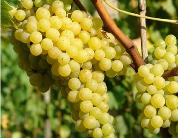 Vinič stolový ´Prim´