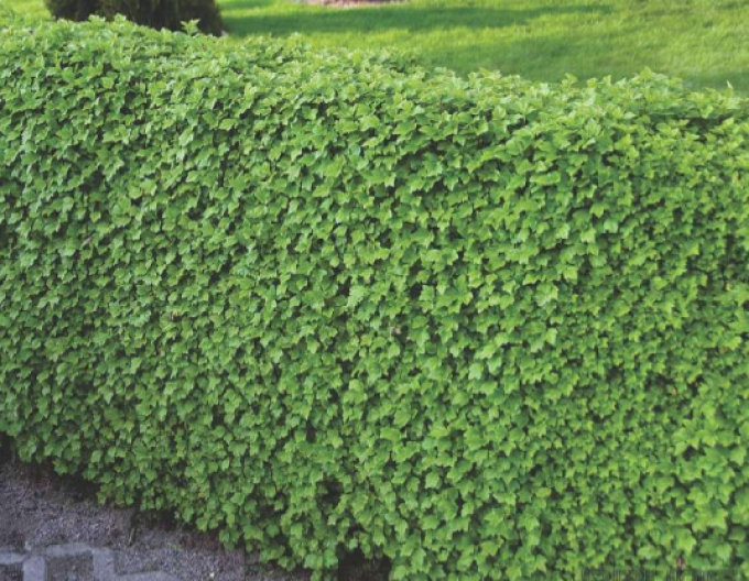 Ríbezľa alpínska "Green Mood"